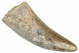 Serrated, Megalosaurid Dinosaur (Afrovenator) Tooth - Niger #241136-1